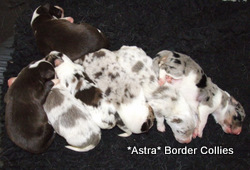 Black and white female, Medium coated border collie puppy